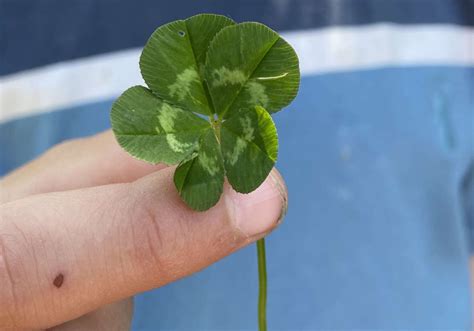Mar 16, 2022 · March 16, 2022. If you’ve ever scanned a field looking for a lucky four-leaf clover, then perhaps you’ve wondered why they are so rare. It turns out scientists aren’t exactly sure about the mysteries of four-leaf clovers, either. “The jury is on out why,” said Vincent Pennetti, a second-year doctoral student at the University of ... 